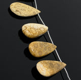 Natural Fossil Coral Gemstone Beads, Jewelry Supplies for Jewelry Making, Wholesale Beads, Bulk Beads, 8” Strand/ 12 Pcs